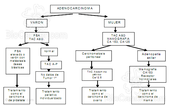 Principios generales del cáncer › Cáncer de origen desconocido › 3. Orientación Diagnóstica. Mujer con metástasis axilares