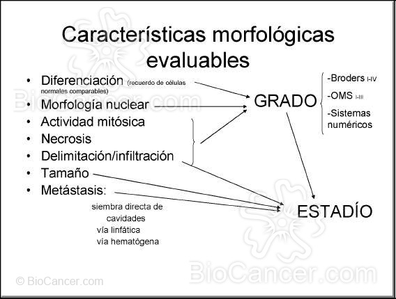 Esquema con las características morfológicas evaluables anatomopatológicamente