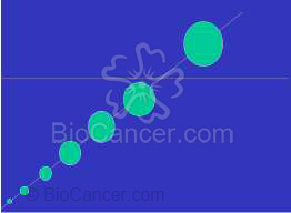 Principios generales del cáncer Proliferación tumoral Cinética Tumoral Modelos De Crecimiento En el modelo exponencial