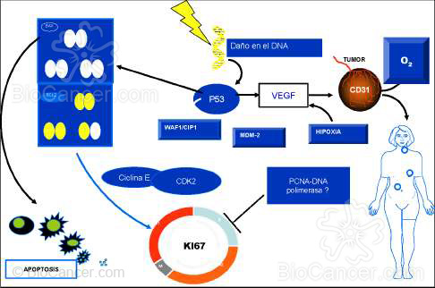 Regulación de Apoptosis/Proliferación mediante p53, Bax y Bcl-2. (Lloret, 2001)