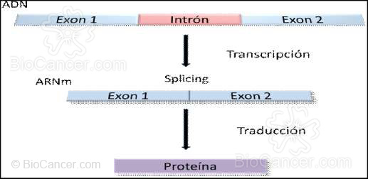 Procesos de transcripción y traducción