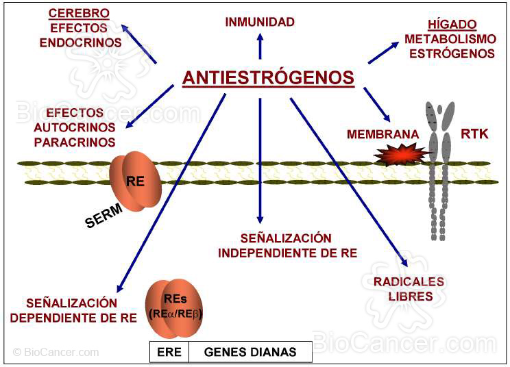 Panorámica general  de las dianas  comunes  para las  acciones  de los  antiestrógenos  y de la resistencia hormonal