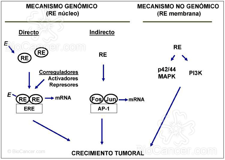 Funciones del RE