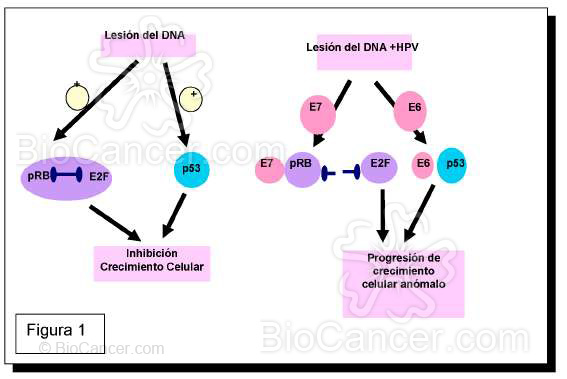 Principios generales del cáncer › Cáncer de cérvix. Etiología Hormonas