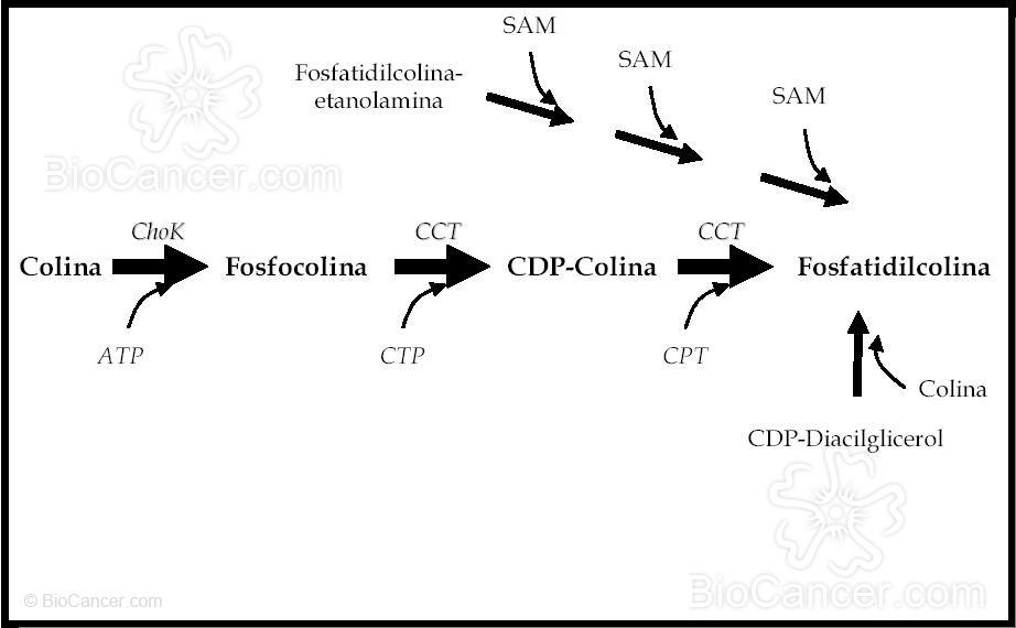 Ruta de biosíntesis de la fosfatidilcolina