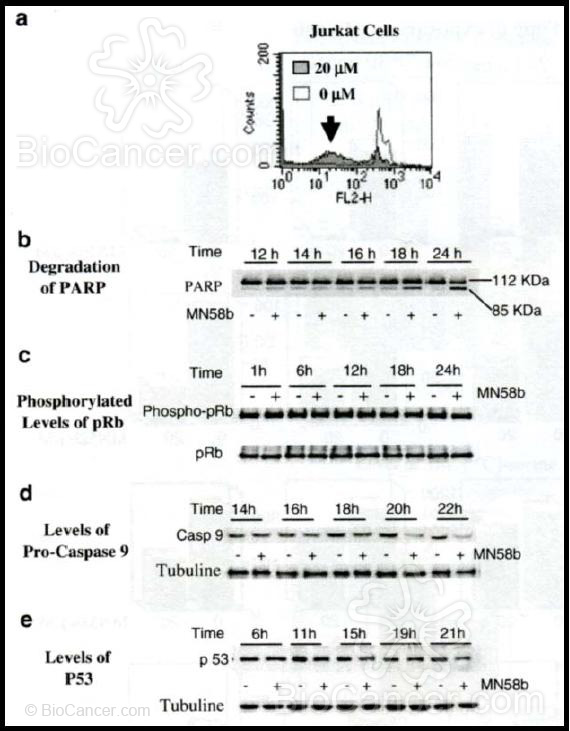 Inhibición de ChoK induce apoptosis en células Jurkat