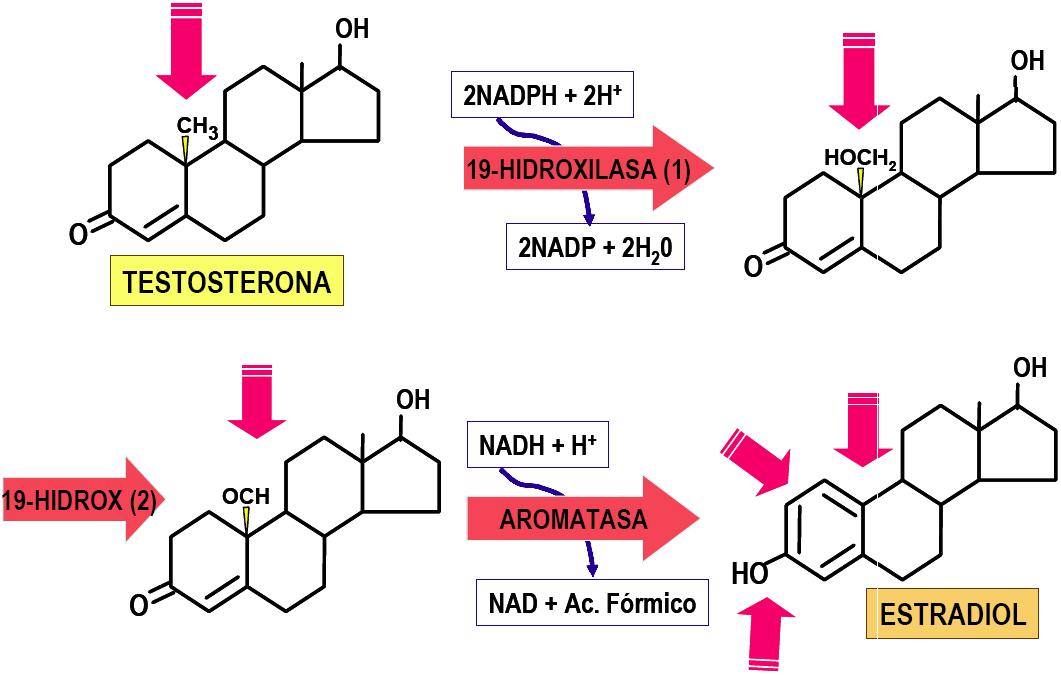 SJNTESIS DE ESTRADIOL A PARTIR DE LA TESTOSTERONA