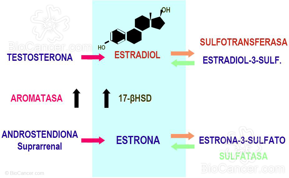 ENZIMAS CLAVE EN LA PRODUCCIÓN EXTRAOVÁRICA DE ESTRADIOL