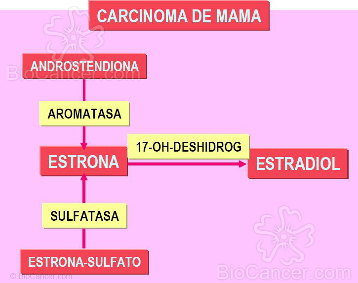 SÍNTESIS DE ESTRADIOL EN LA CÉLULA MAMARIA