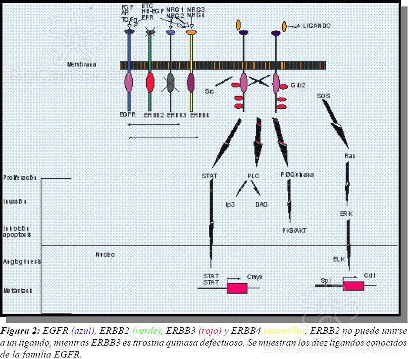 Fármacos Antitumorales › El receptor de EGF (EGFR): Una diana terapéutica para el tratamiento del cáncer y sus inhibidores.Egfr Ligandos Y Estructura