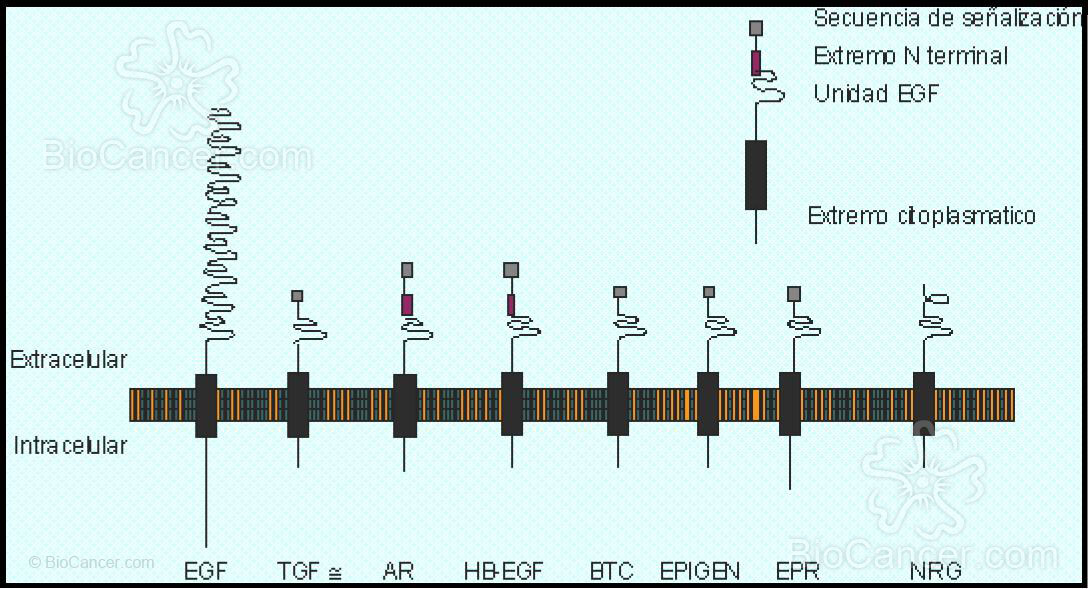 Diferencias estructurales del dominio extracelular