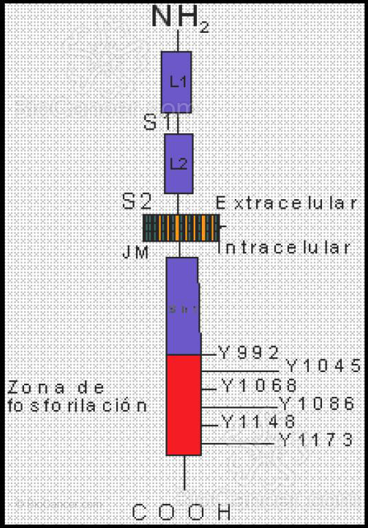 Estructura esquemática del Monómero de EGFR, posee un dominio extracelular que formado por dos subdominios de unión a ligandos (L1 y L2) y dos dominios ricos en cisteina (S1 y S2), del que S1 permite a EGFR dimerización con un segundo receptor ErbB