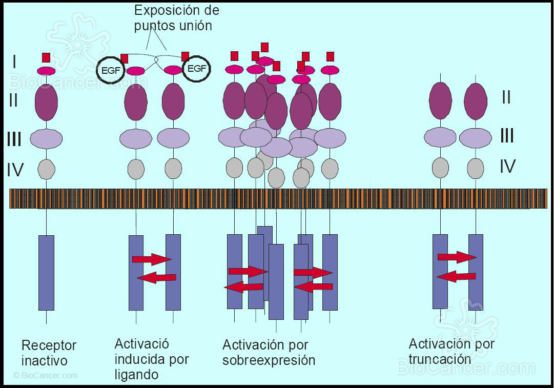 Oligomerización de receptores tirosina quinasas