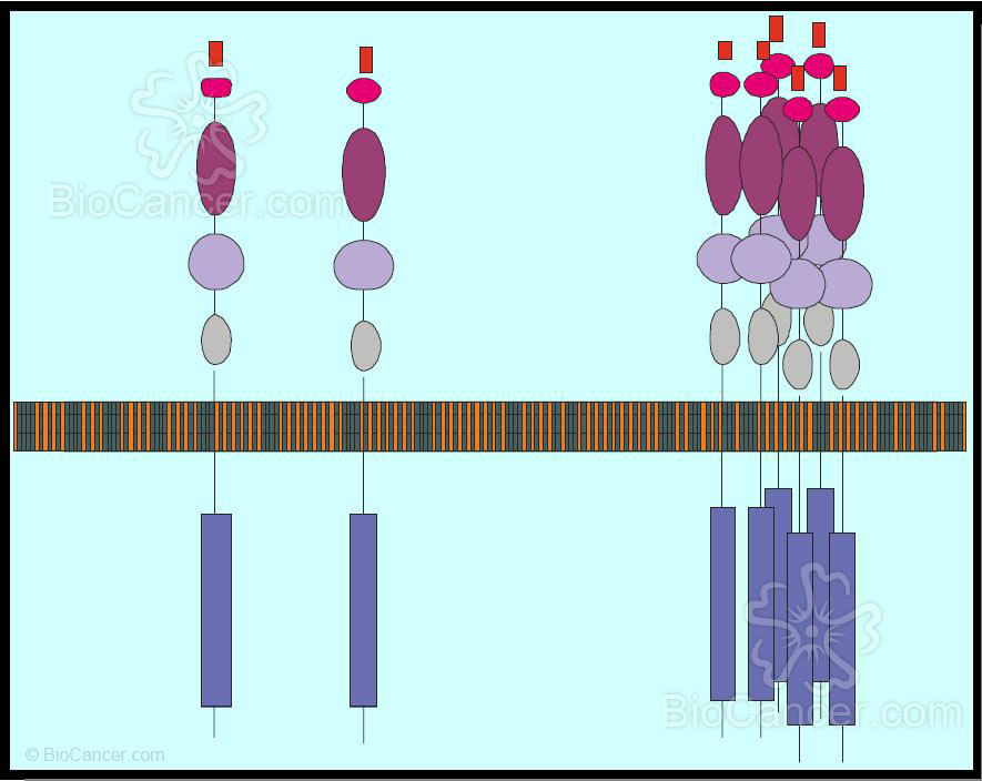 Aumento de la expresión del receptor de EGF