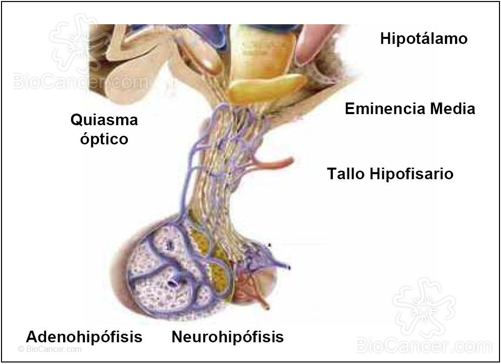Anatomía del Eje Hipotálamo-Hipofisario