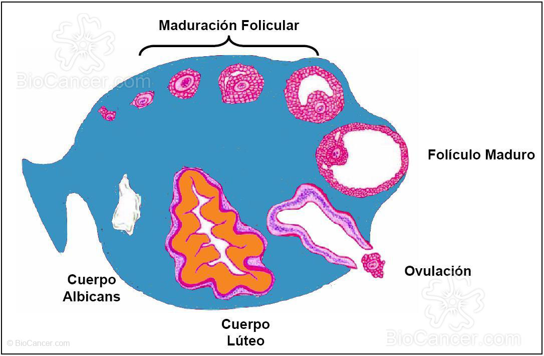 Ciclo Ovárico