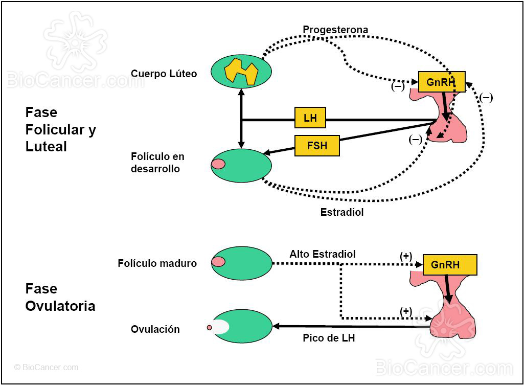 Regulación del eje Hipotálamo-Hipófiso-Ovárico