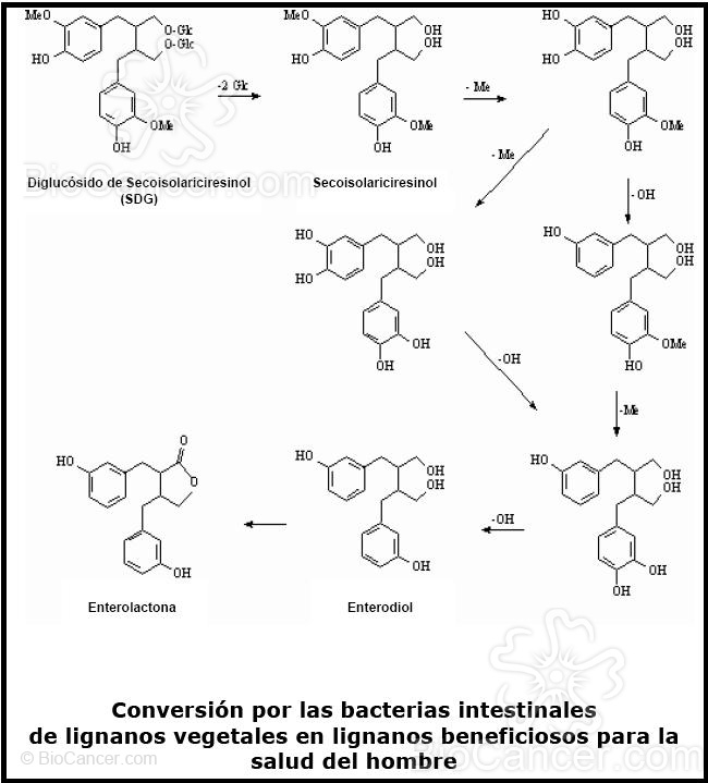 Conversion por las backterias intestinales de lignanos vegetales en lignanos benefisiosos  para la salud del hombre