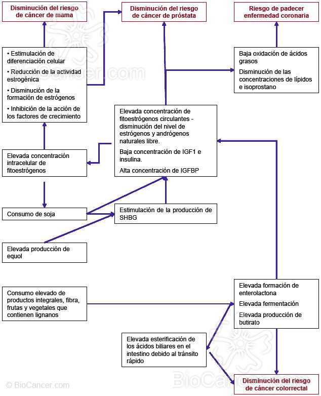 Hormonas y cáncer Fitoestrógenos y cáncer Conclusiones