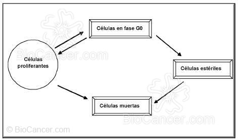 Compartimentos celulares de un tejido