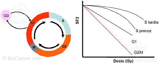 Diferente radiosensibilidad según fase de ciclo celular