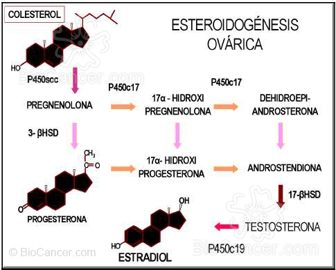 ESTEROIDOGÉNESIS OVÁRICA