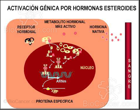 MECANISMO GENERAL DE ACCIÓN DE LAS HORMONAS ESTEROIDEAS