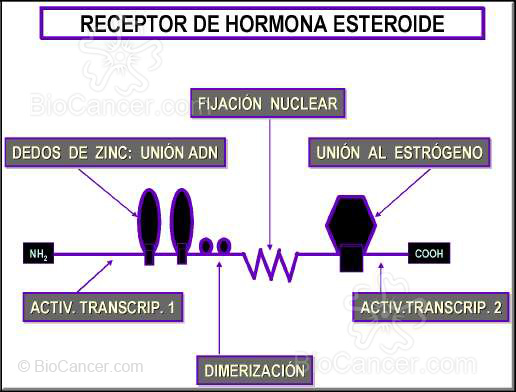 ESTRUCTURA Y DOMINIOS DEL RECEPTOR ESTROGÉNICO