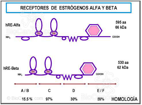 COMPARACIÓN DE LOS RECEPTORES ESTROGÉNICOS ALFA Y BETA