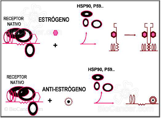 ACTIVACIÓN DEL RECEPTOR NATIVO POR LA HORMONA