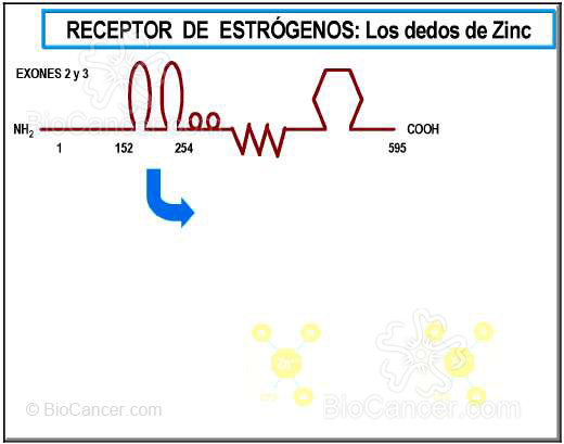 DOMINIO DE UNIÓN AL ADN