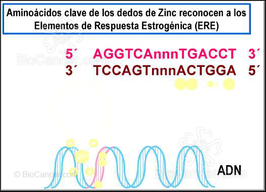 INTERACCIÓN DEL RECEPTOR CON EL ELEMENTO DE RESPUESTA HORMONAL