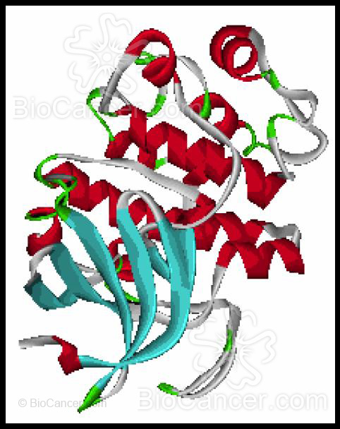 Estructura de la proteína Akt (a)