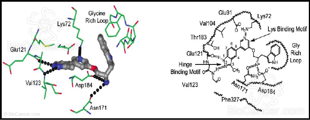 Estructura de rayos X y detalle esquemático del complejo entre Akt2 y el derivado 4, el cual interacciona sobre el sitio de unión con la molécula de ATP