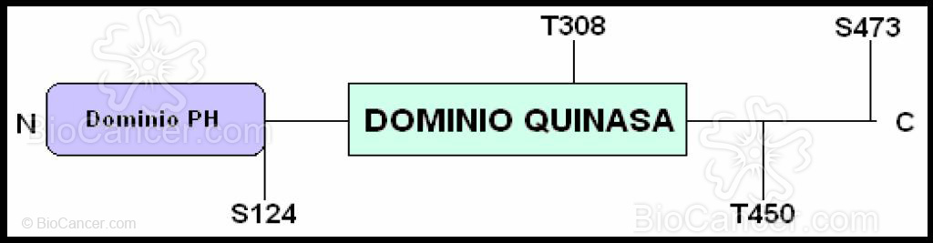 Diagrama de la proteína Akt1