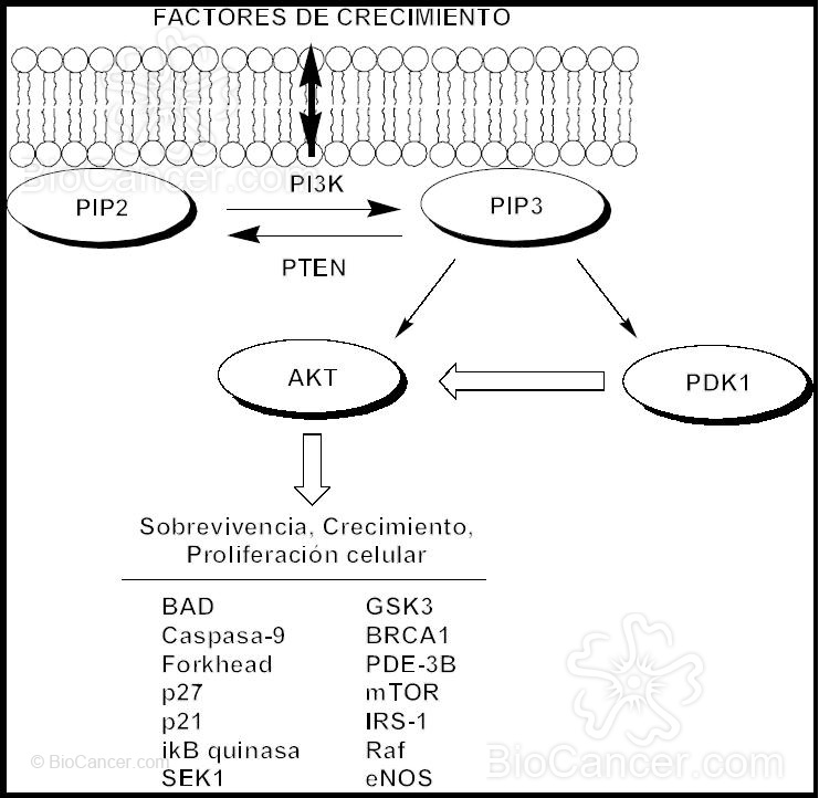 Esquema de la activación de Akt y proteínas reguladas por Akt