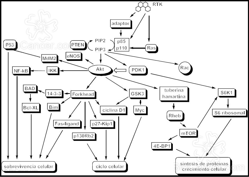 Cascada de señalización PI3K / Akt implicada en cáncer humano