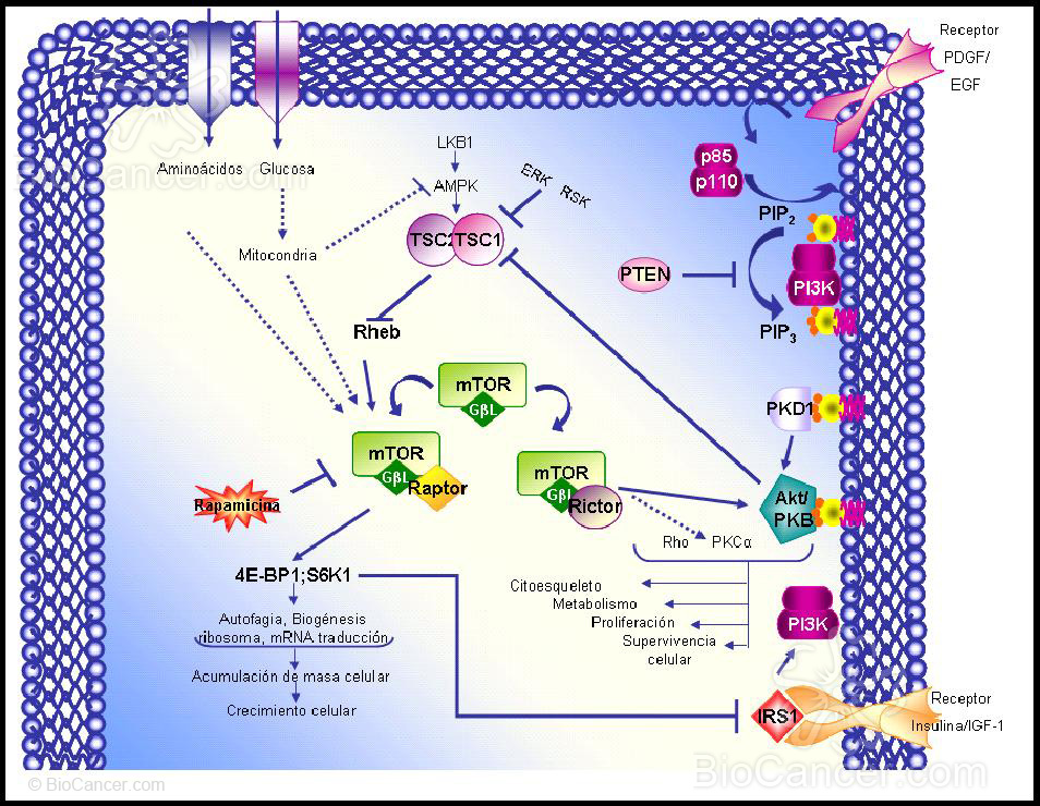 Modelo de la ruta de señalización de mTOR y PI·K/Akt y sus interconexiones