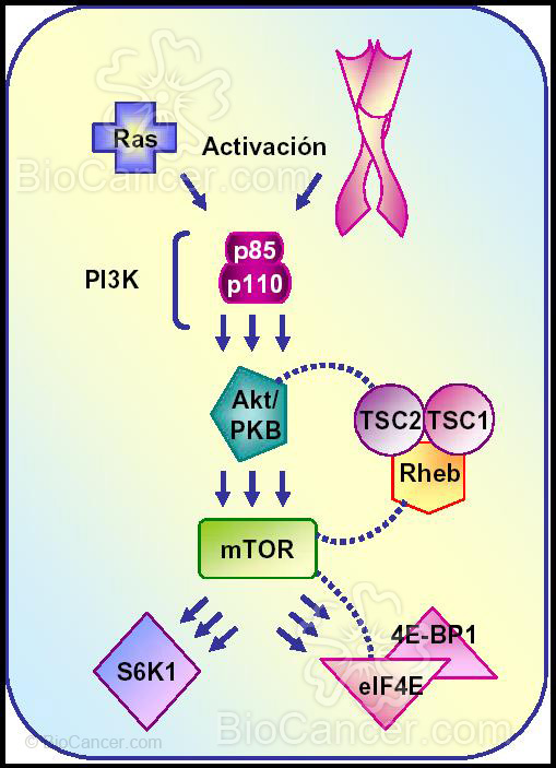 Desregulación de la ruta de señalización de PI·K/Akt/mTOR en humanos