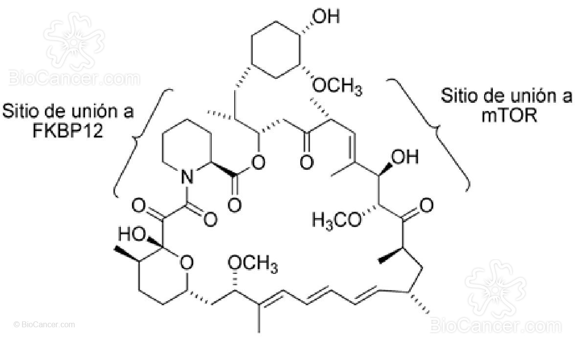 Estructura de la rapamicina