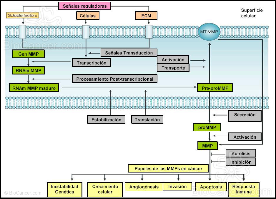 Niveles de regulación de la expresión y actividad de las MMPs