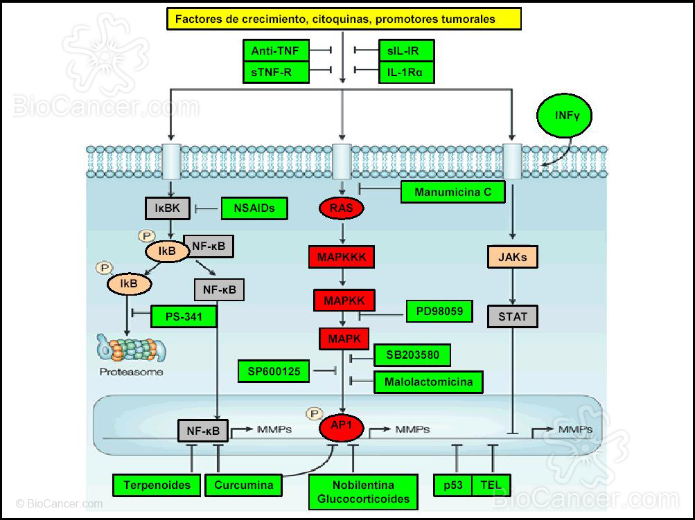 Vías de señalización que participan en la transcripción de los genes de las MMPs, y las potenciales estrategias para su uso en terapia