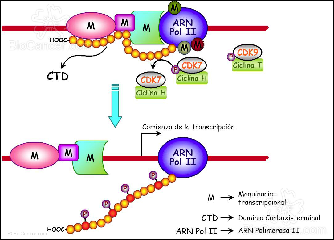 Una vez formada la maquinaria transcripcional, el complejo CDK7/ciclina H fosforila parcialmente el dominio carboxi-terminal de la ARN Polimerasa II, y promueve el inicio de la transcripción de la nueva molécula deA RN