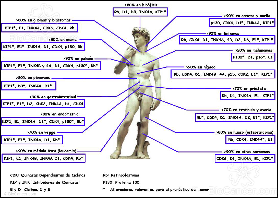 Principales alteraciones observadas en los tumores humanos más comunes relacionadas con moléculas implicadas en el control y desarrollo del ciclo celular