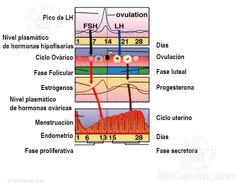 Resumen del ciclo ovárico