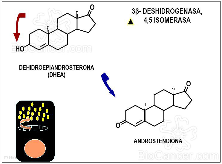 Figura 11. La 3β-oxidación de los esteroides (II)