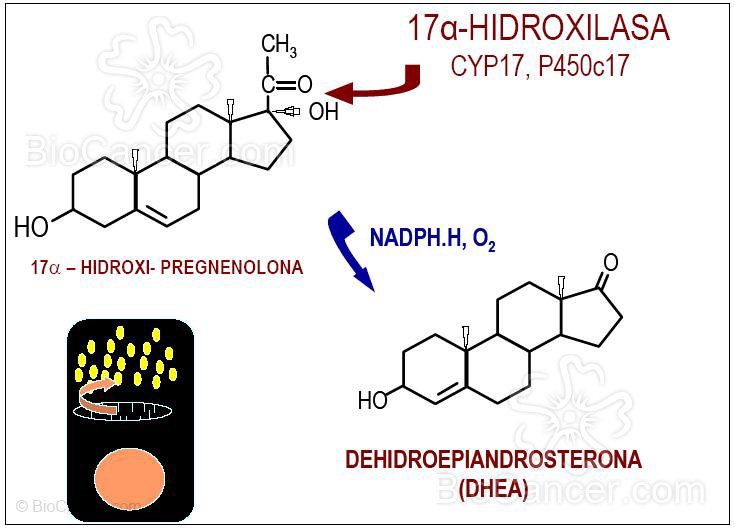 La 17 a-hidroxilación de los esteroides c-21(II)