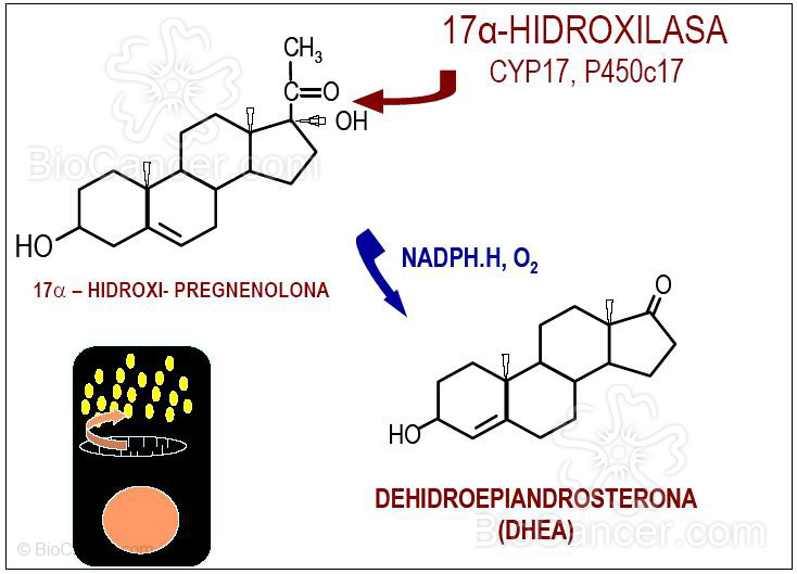 Figura 10. La 17 a-hidroxilación de los esteroides c-21(II)