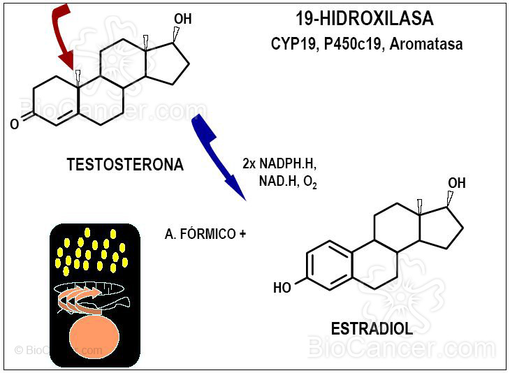 La aromatasa (I)