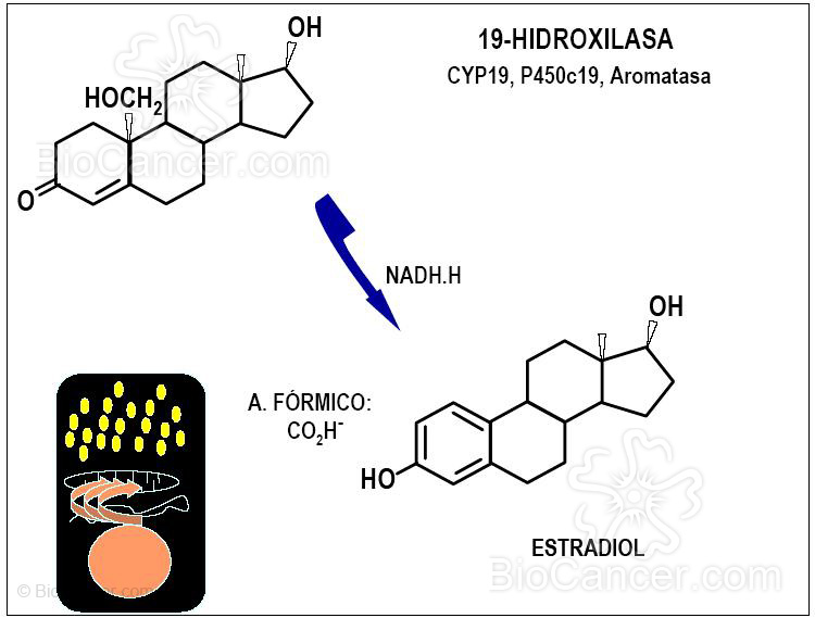 La aromatasa (III)